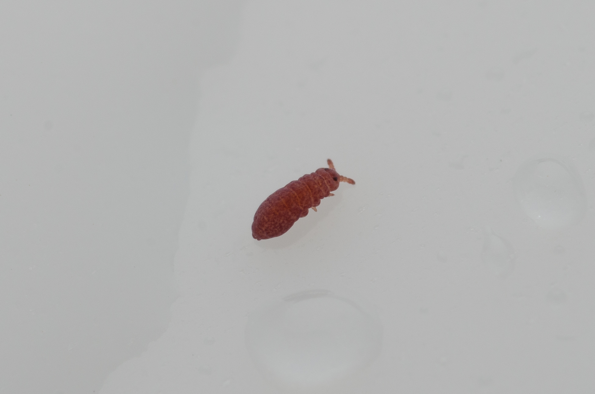 Brachystomella parvula (Schäffer, 1896)