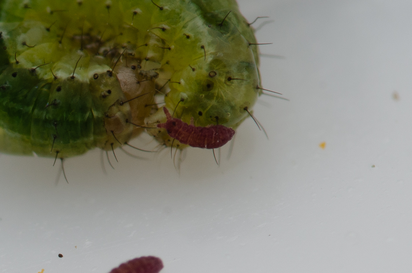 Brachystomella parvula (Schäffer, 1896)