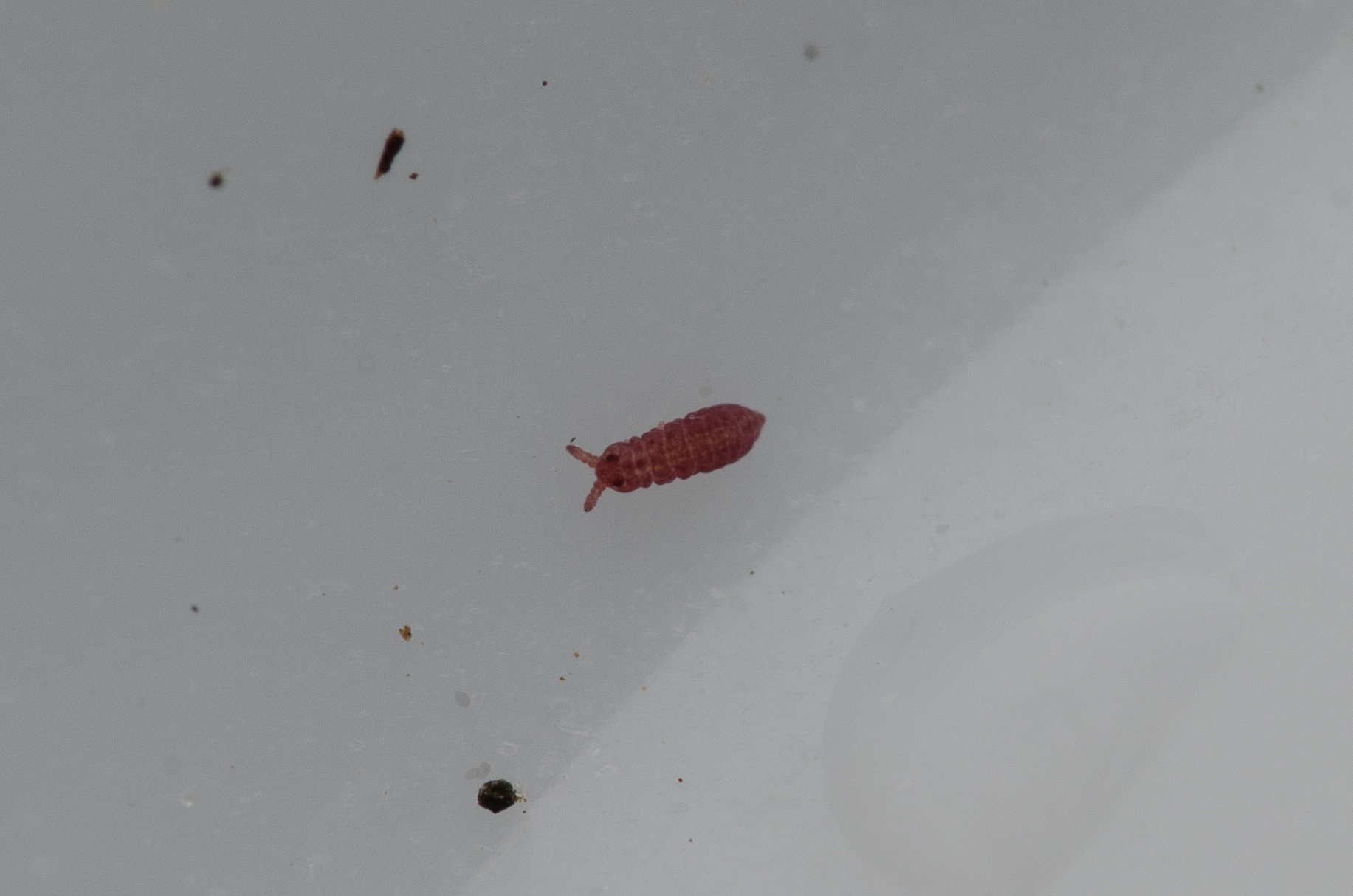 Brachystomella parvula (Schäffer, 1896)