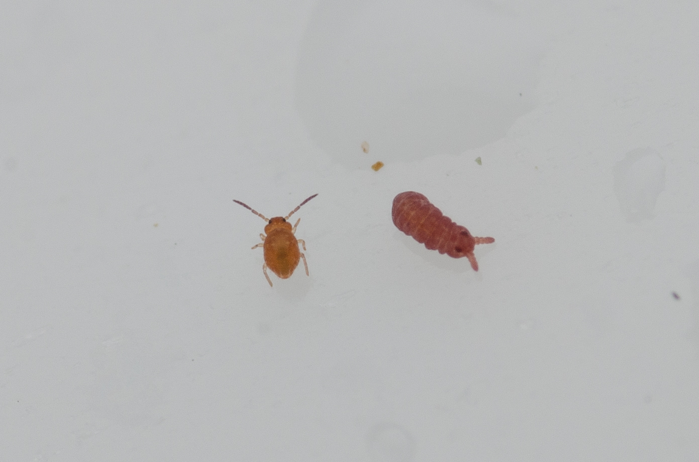 Brachystomella parvula (Schäffer, 1896)