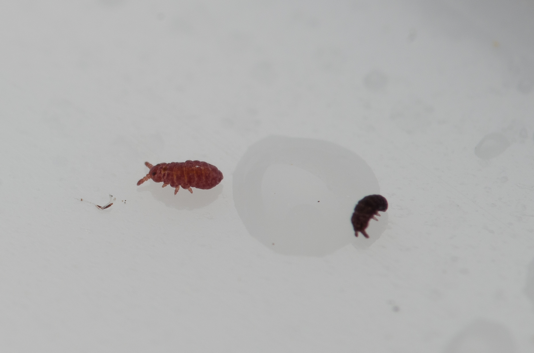 Brachystomella parvula (Schäffer, 1896)