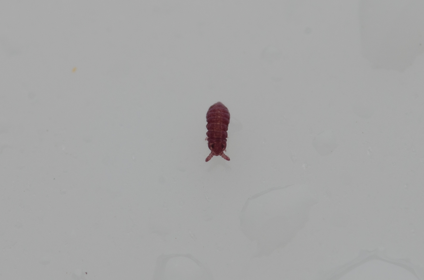Brachystomella parvula (Schäffer, 1896)