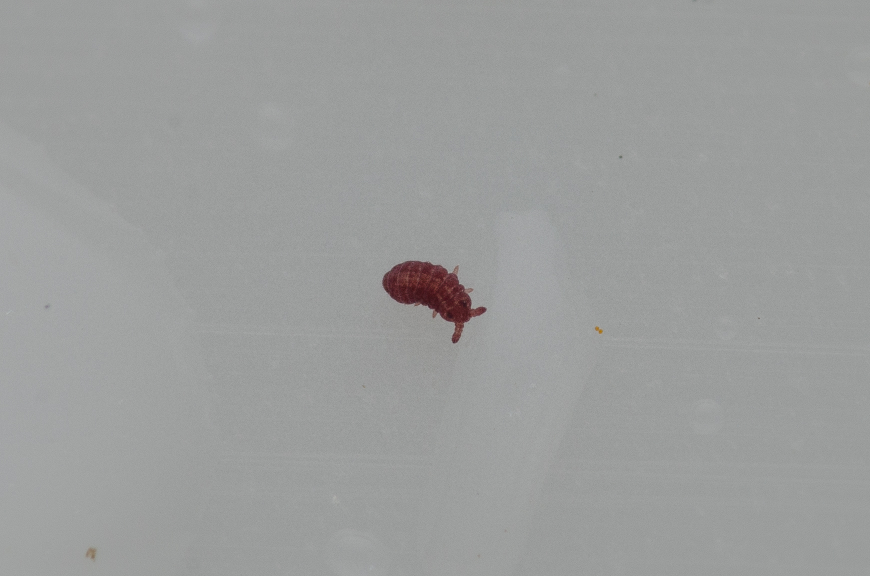Brachystomella parvula (Schäffer, 1896)