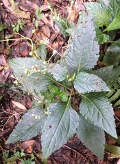 Adenostemma viscosum