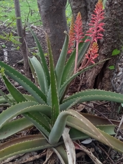 Aloe ambrensis image