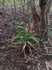 Aloe ambrensis image