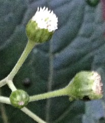 Adenostemma viscosum