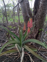 Aloe ambrensis image