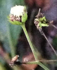 Adenostemma viscosum