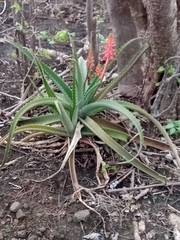 Aloe ambrensis image