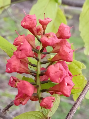 Combretum macrocalyx