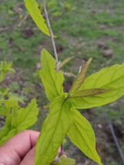 Combretum macrocalyx image