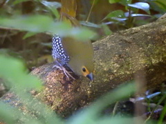 Mandingoa nitidula nitidula