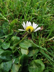 Bellis perennis