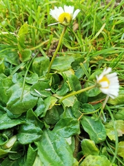 Bellis perennis