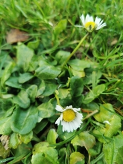 Bellis perennis
