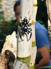 Araneae