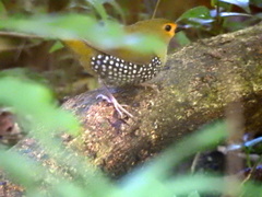 Mandingoa nitidula nitidula