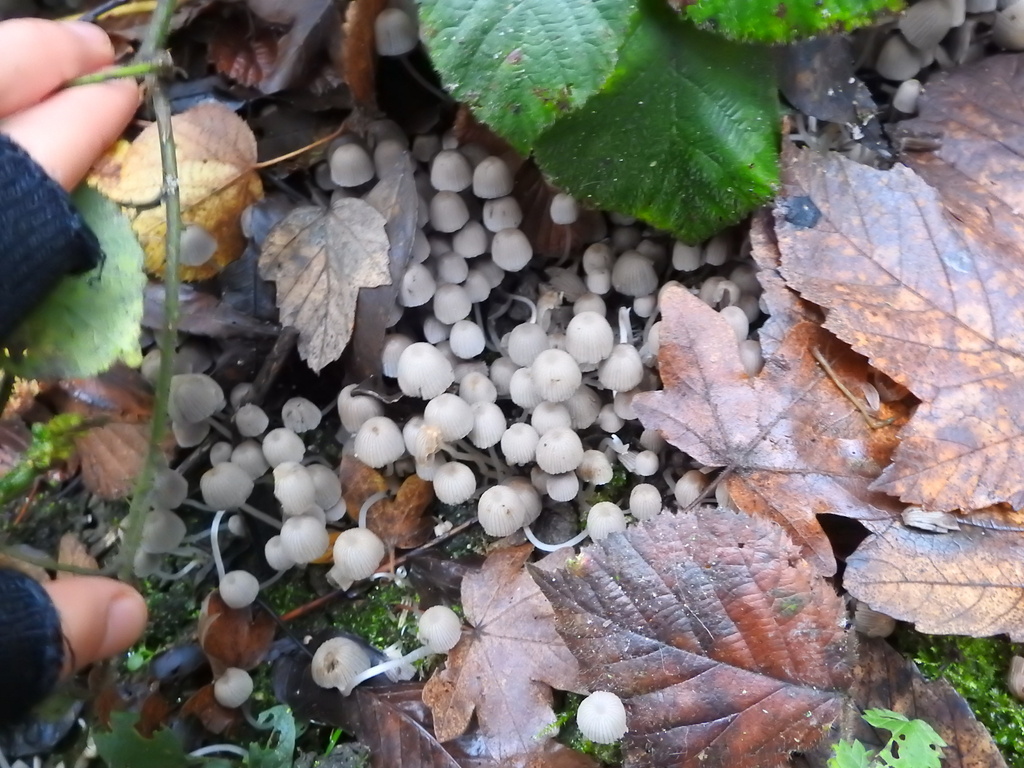 Coprinellus disseminatus · November 2025 · photo: © cryptomarasmius (iNaturalist, cc-by)