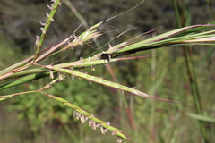 Andropogon gayanus