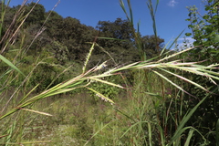 Andropogon gayanus