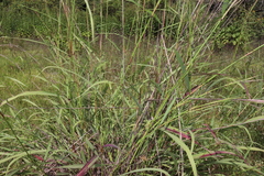 Andropogon gayanus
