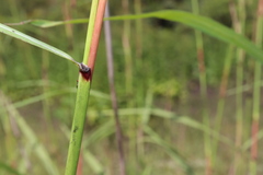 Andropogon gayanus