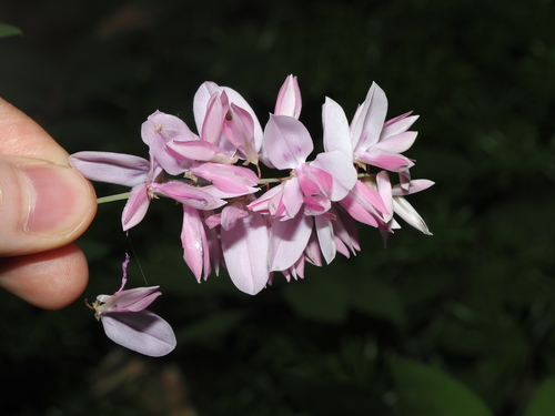 Chinese Indigo (Indigofera decora)