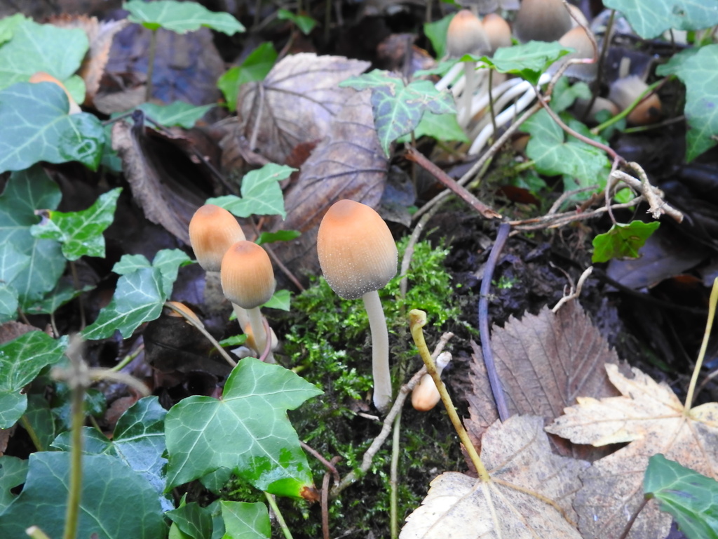 Micacei · November 2025 · photo: © cryptomarasmius (iNaturalist, cc-by)