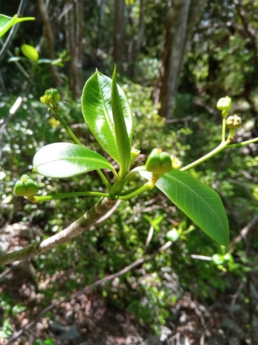 Euphorbia ankaranae