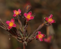 Lachnaea gracilis