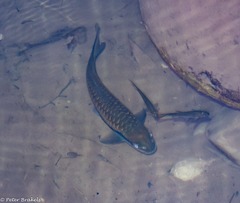 Neolissochilus stracheyi