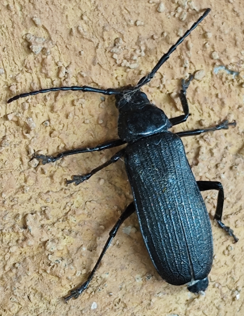 Seabria mossambica