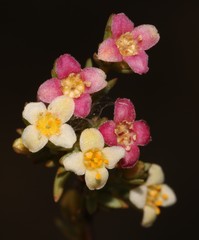 Lachnaea gracilis