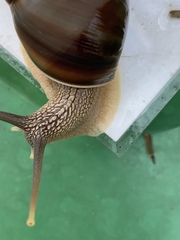 Amphidromus inversus