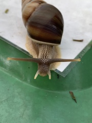 Amphidromus inversus