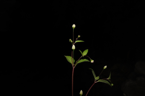 Image of Acmella radicans by (c) alejandrozab, some rights reserved (CC BY)