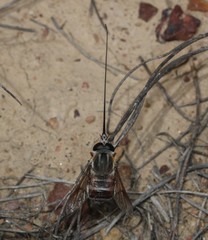 Philoliche gulosa