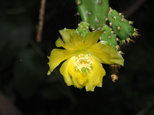 Lion's Tongue Cactus (Opuntia leoglossa)