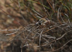 Philoliche gulosa