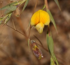 Aspalathus alpestris