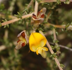 Aspalathus acuminata acuminata