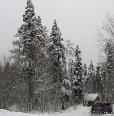 Picea jezoensis jezoensis