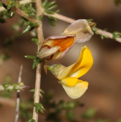 Aspalathus acuminata acuminata