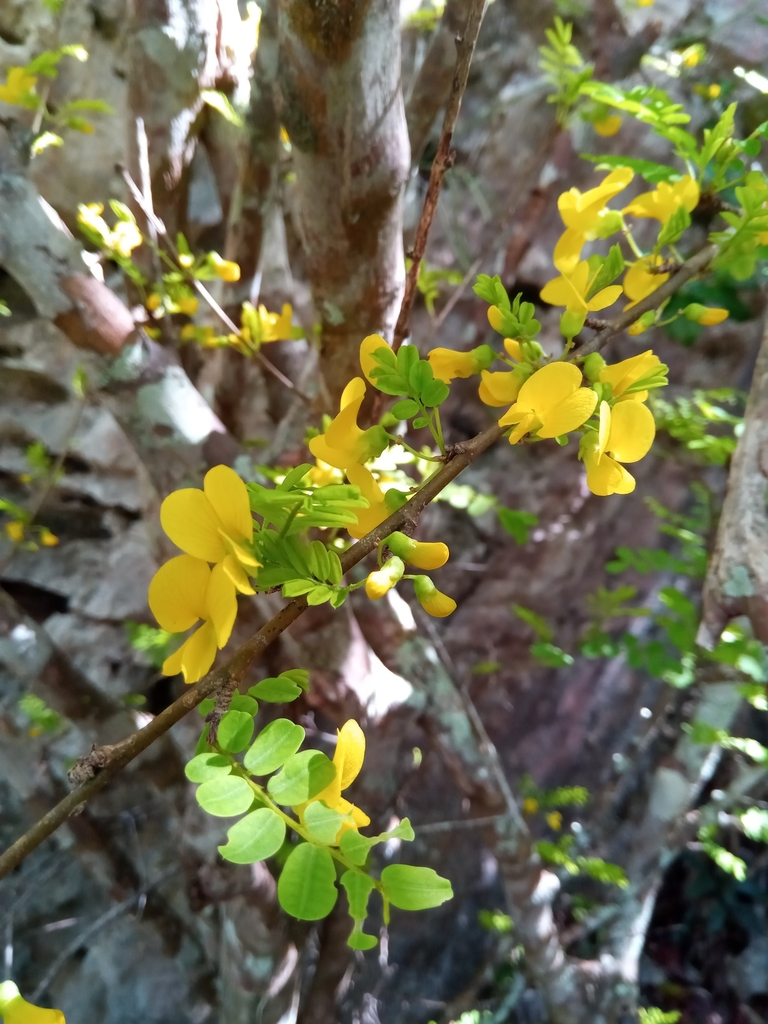 Ormocarpopsis aspera