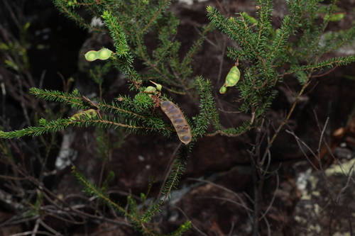 Brown wattle (Acacia brunioides)