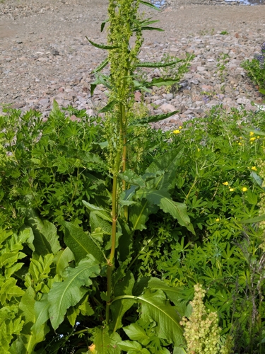 Northern Dock (Rumex longifolius)