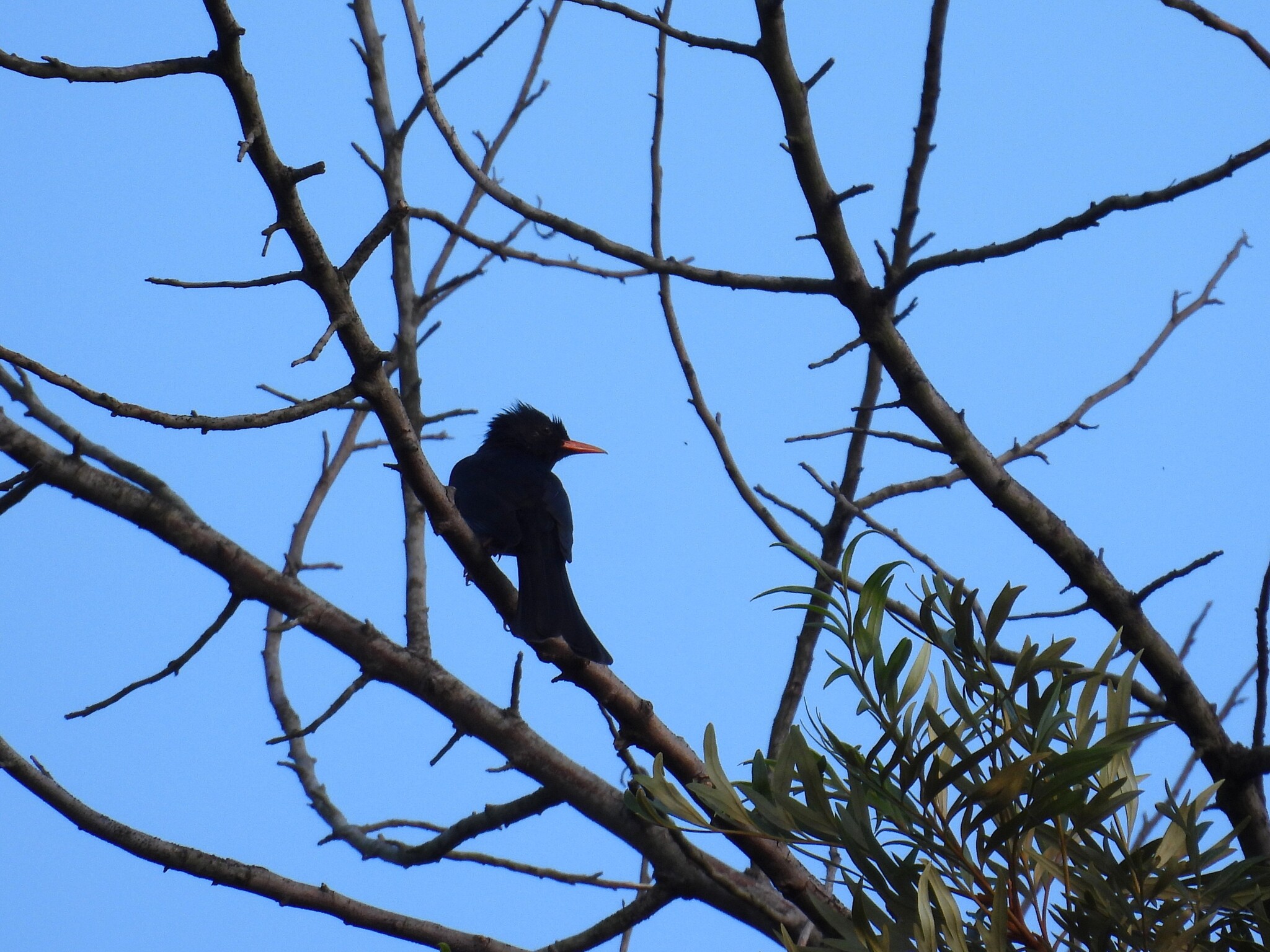 Black Bulbul