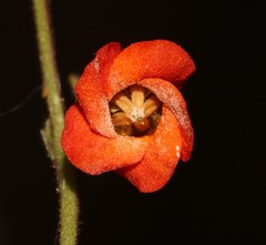 Hermannia muricata