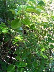 Image of Croton anosiravensis